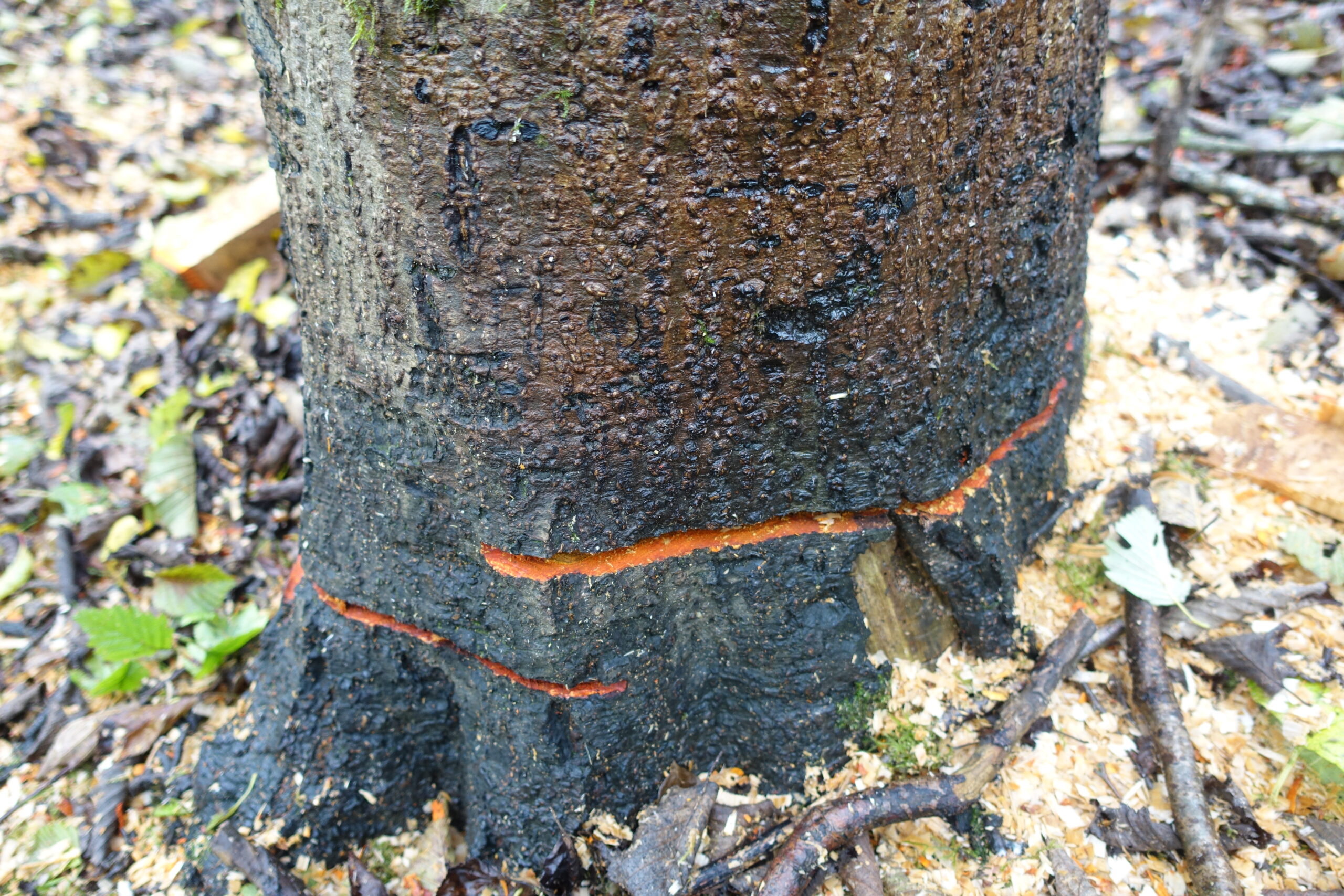 Vetarising Tree Veterantræer og veteranisering . rådgivning, biodiversitet | Bioskov